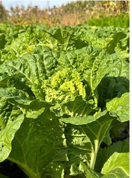 Healthy leafy vegetables grown with 350-0-2030HA liquid fertilizer Healthy leafy vegetables grown with 350-0-2030HA liquid fertilizer